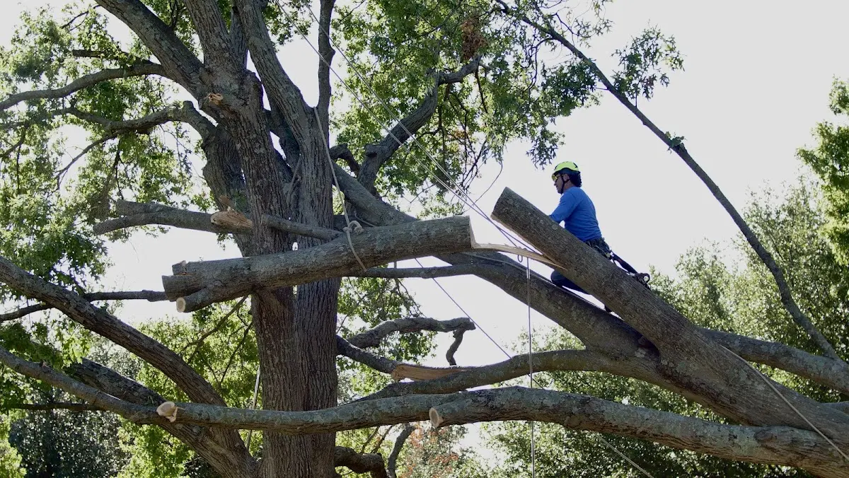 Professional Hazardous Tree Removal performed by certified arborists in Widener