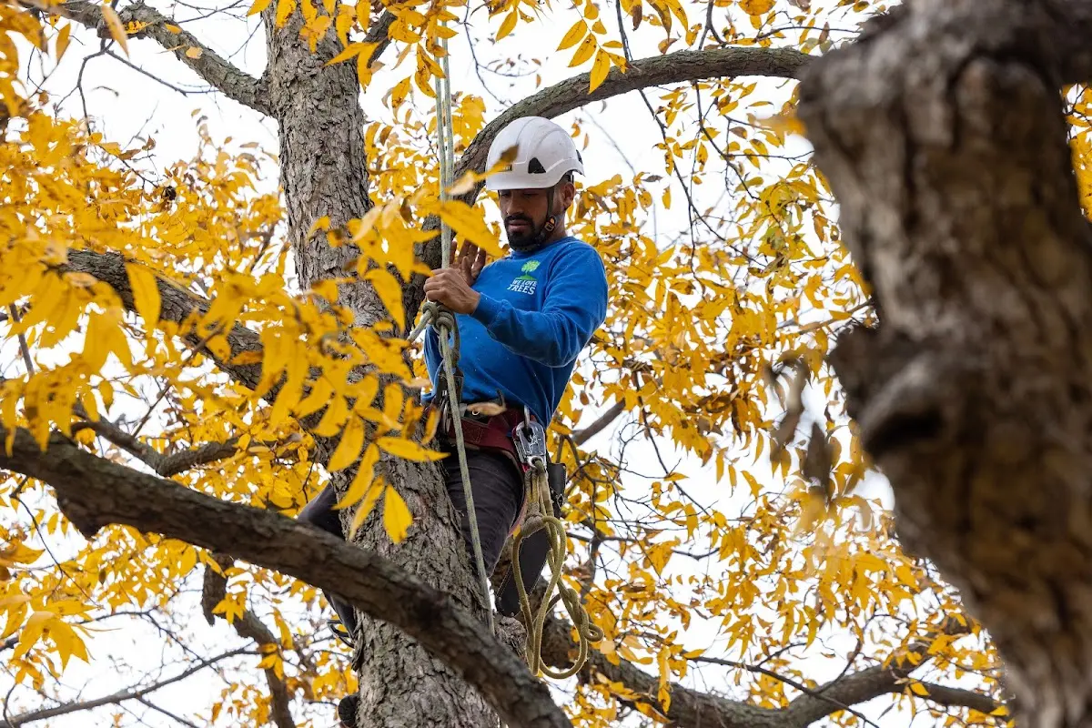 Skilled Emergency Tree Service crew working in Widener